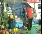 Pesce Spada Doc dello Stretto di Messina