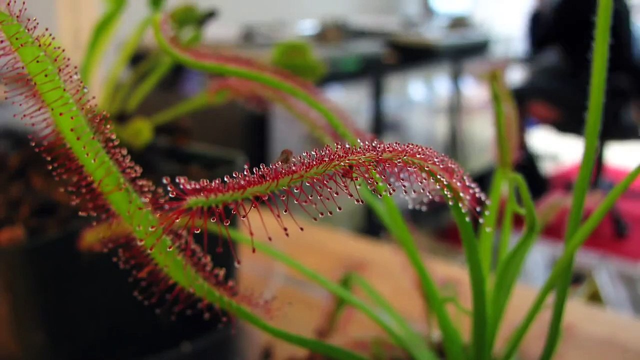 Carnivorous Plant Time Lapse: Cape Sundew (Drosera Capensis) "eating" a Fruit Fly