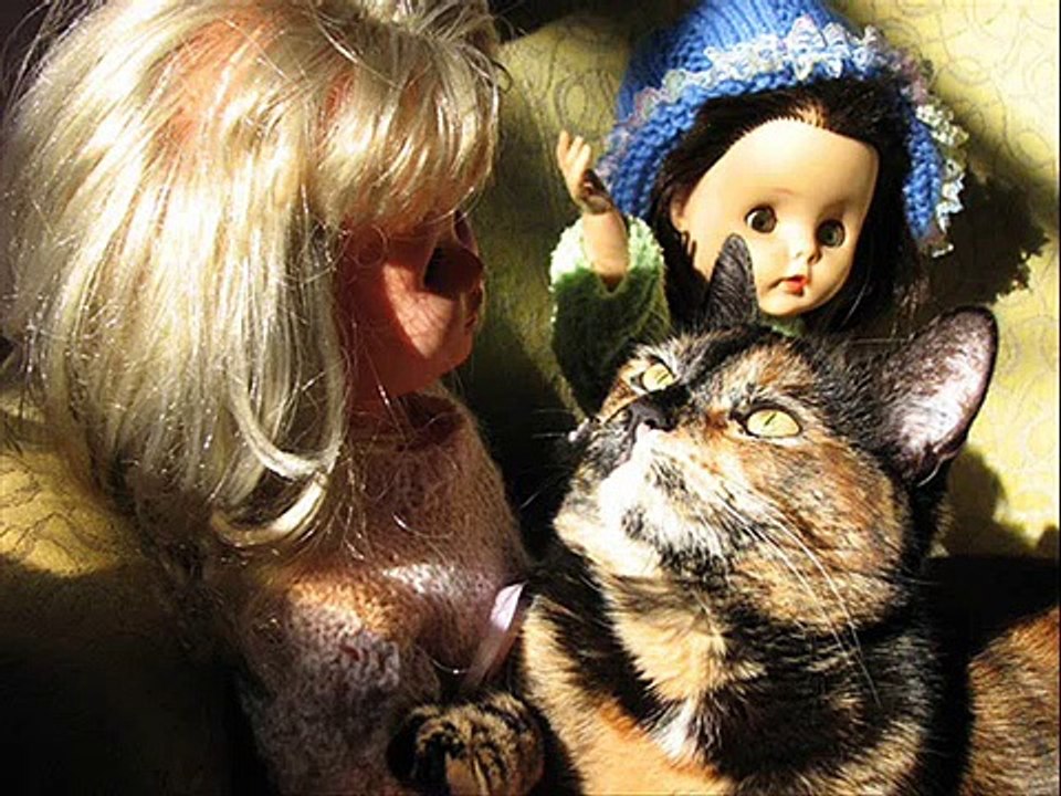 ♥♥♥ Very Funny Cats 3 ♥♥♥