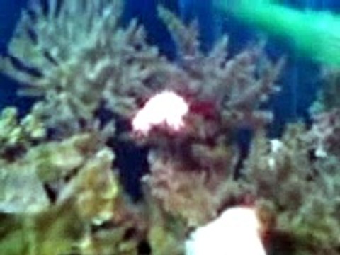 Royal Angel fish first time