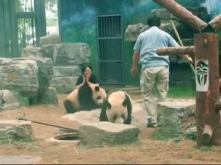 Panda Cubs Trying to Help