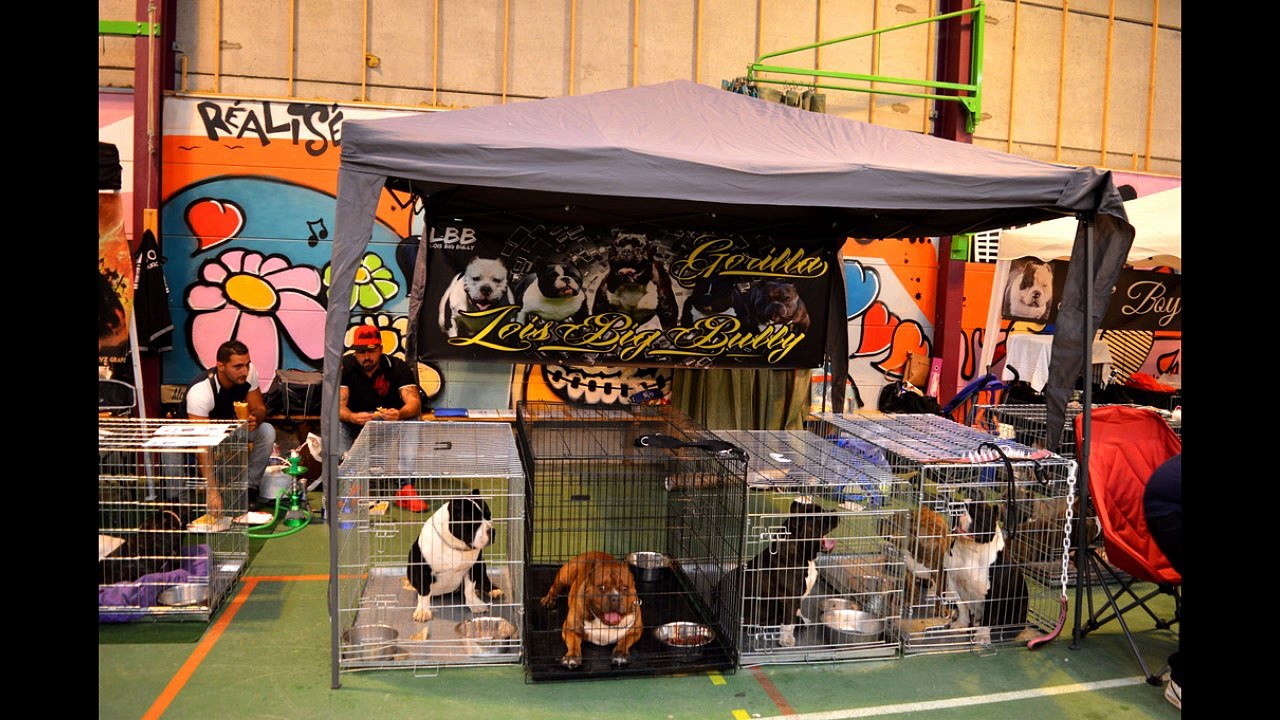 bully show E.B.R namur