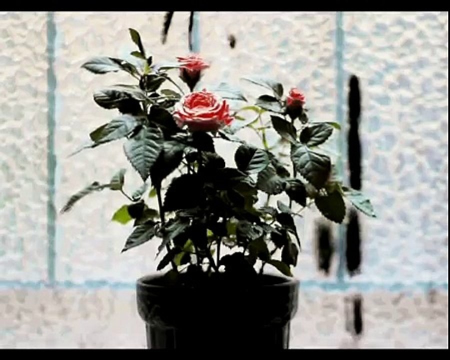 ET JAMAIS JE N'INVENTE de Charlotte Delbo - Bande-annonce/Extraits