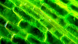 March of the Chloroplasts; Cytoplasmic Streaming in Elodea