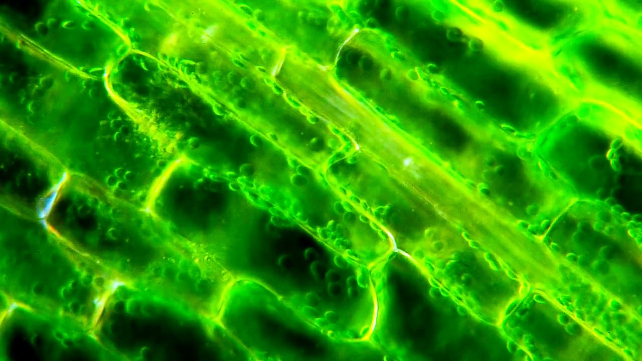 March of the Chloroplasts; Cytoplasmic Streamin...