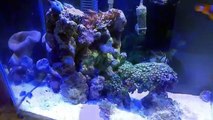 Fluval Edge Nano Coral Reef Marine