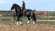 Joyero black PRE Stallion Sold to Mexico