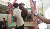 Heavy Bulls Unloading - Amazing