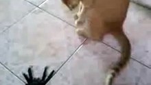 gato com medo da aranha