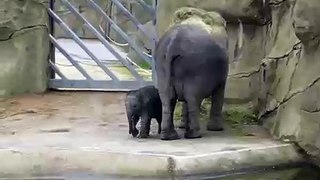 Elephant Baby Marlar Cologne Zoo