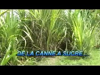 de la canne a sucre au rhum