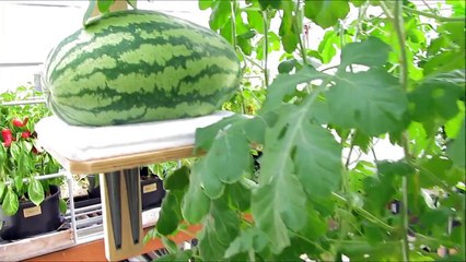 Growing Watermelon Hydroponically 3 of 3