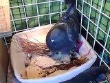 Rock Pigeon Chicks