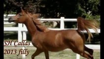 SH Callas Bint Armani, pouliche pur sang arabe de 2 ans, arabian horse filly 2 years old.
