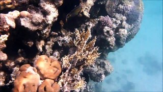 Giant Triggerfish Filmed In The Red Sea