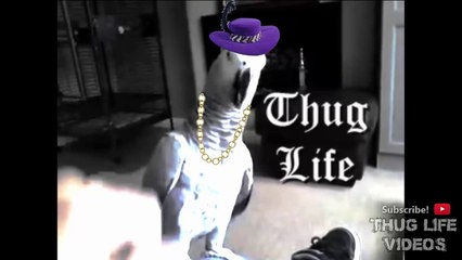 Animal Thug Life Compilation 4