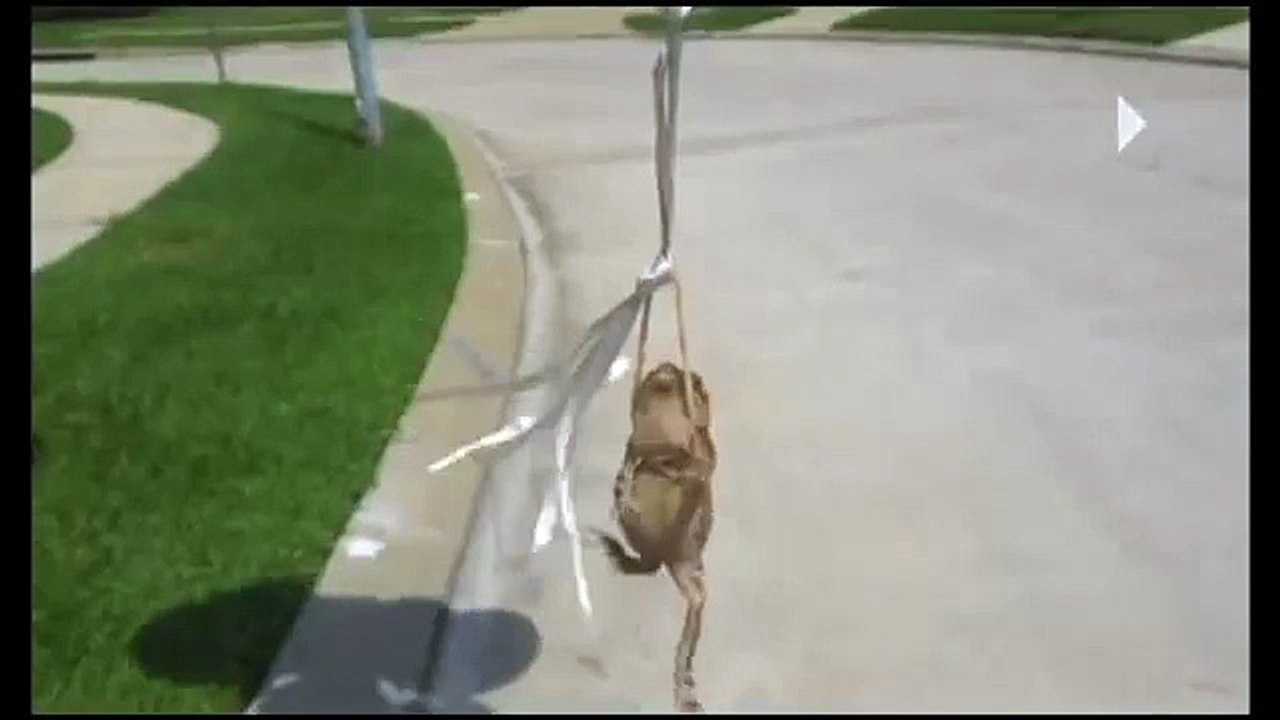 RIP Frog Armstrong