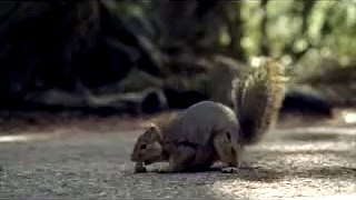 Bridgestone Screaming Squirrel Super Bowl Commercial