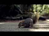 Bridgestone Screaming Squirrel Super Bowl Commercial