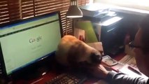 Кот не дает пользоваться компом!!! Funny video -smart cat