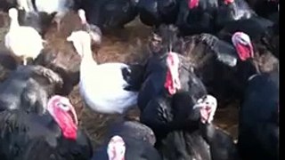 Turkeys respond to coughing!