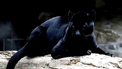 اهداف التايغر مايغا في مباراة النصر و النهضة في اول مباراة للاعب