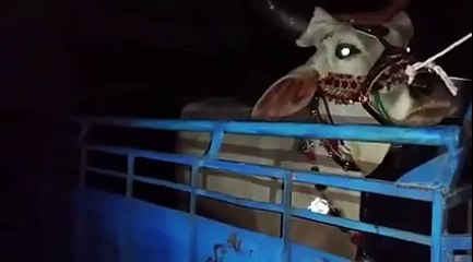 Chand Bail Sold Out 2015 Karachi Mandi