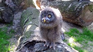 Great Grey Owl Baby