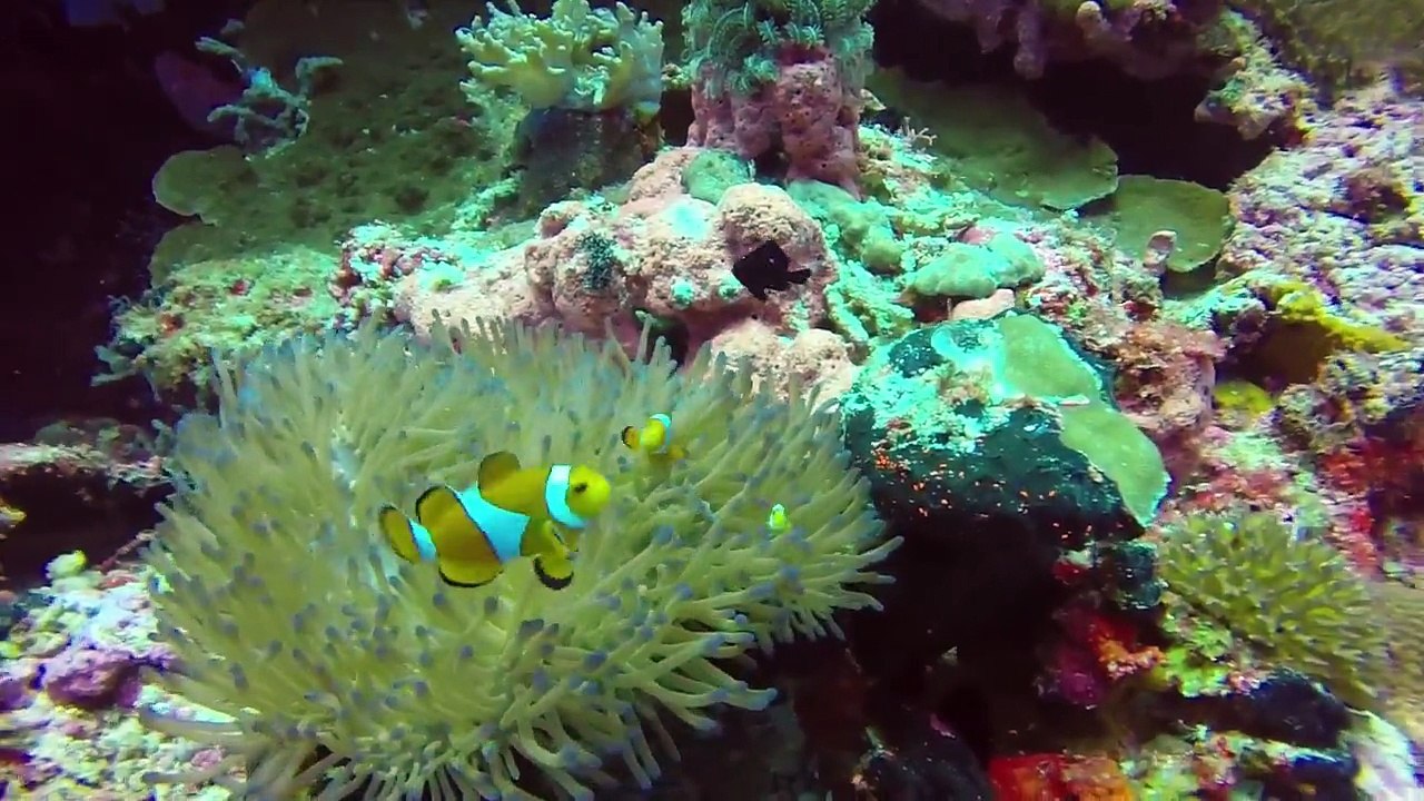Scuba diving in Pangalao, Bohol, in the Philippines