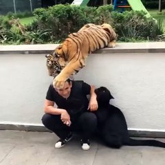 Just a tiger and a puma petting their human