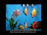 Discus Fish Care, Discus Fish Tank