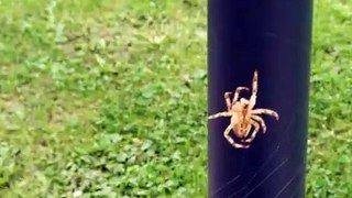 Spider in 4k UHD Oneplus ONE