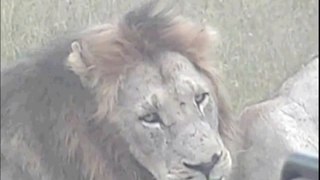 Lions at Djuma on 12- 08 - 2012  6:00am