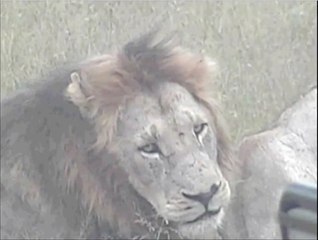 Lions at Djuma on 12- 08 - 2012  6:00am