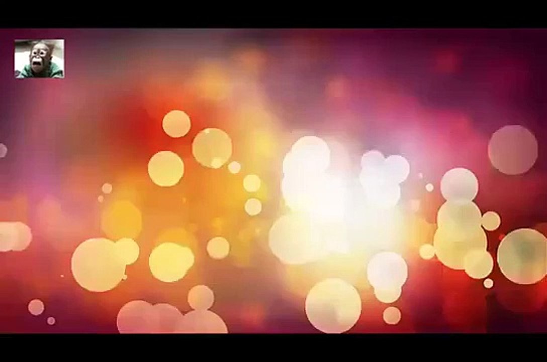 Funny animals songs funny animals playing dead