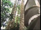 Xilitla, Las Pozas, San Luis Potosí, México. Edward James