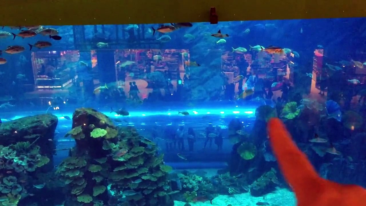 Dubai aquarium part 1