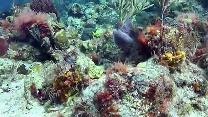 Plongée sous-marine