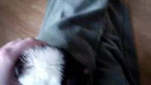 Middenoorontsteking bij tamme ratten