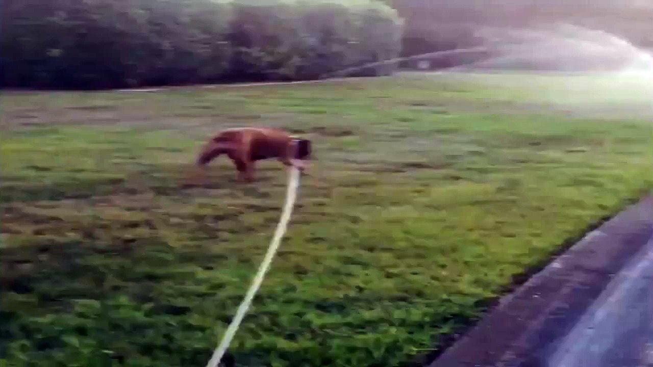 Funny Videos - Funny Dog