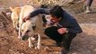 Vafa Animal Shelter's Sohrab - Hashtgerd, Iran - Iranian Dog - http://www.cal.ir