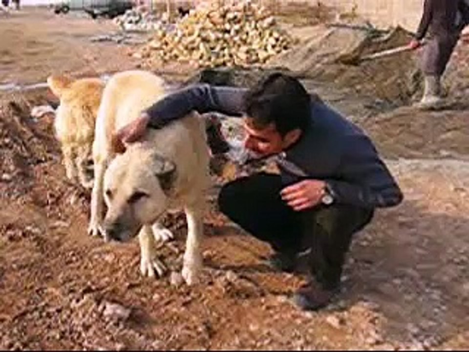 Vafa Animal Shelter's Sohrab - Hashtgerd, Iran - Iranian Dog - http://www.cal.ir