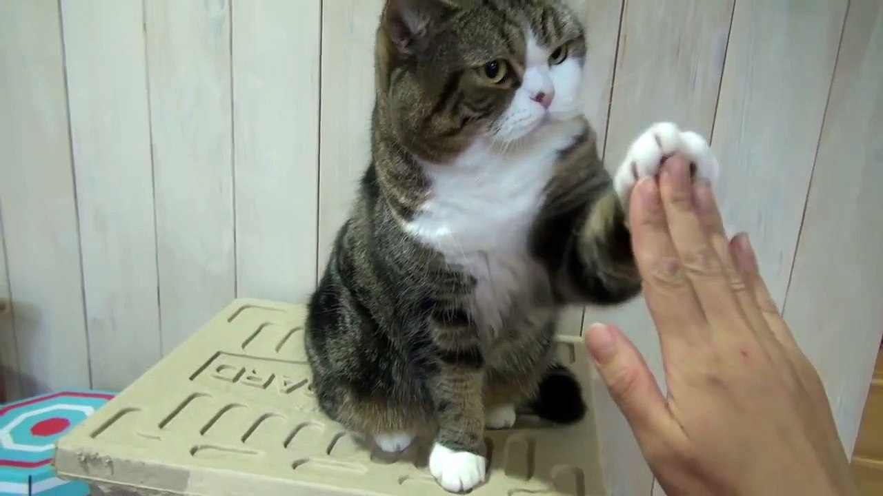 ハイタッチするねこ４。High five and Maru&Hana4.