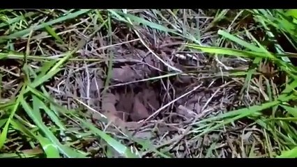 YouTube: Prisionero trata de huir de prisión por un túnel en Brasil pero queda atascado