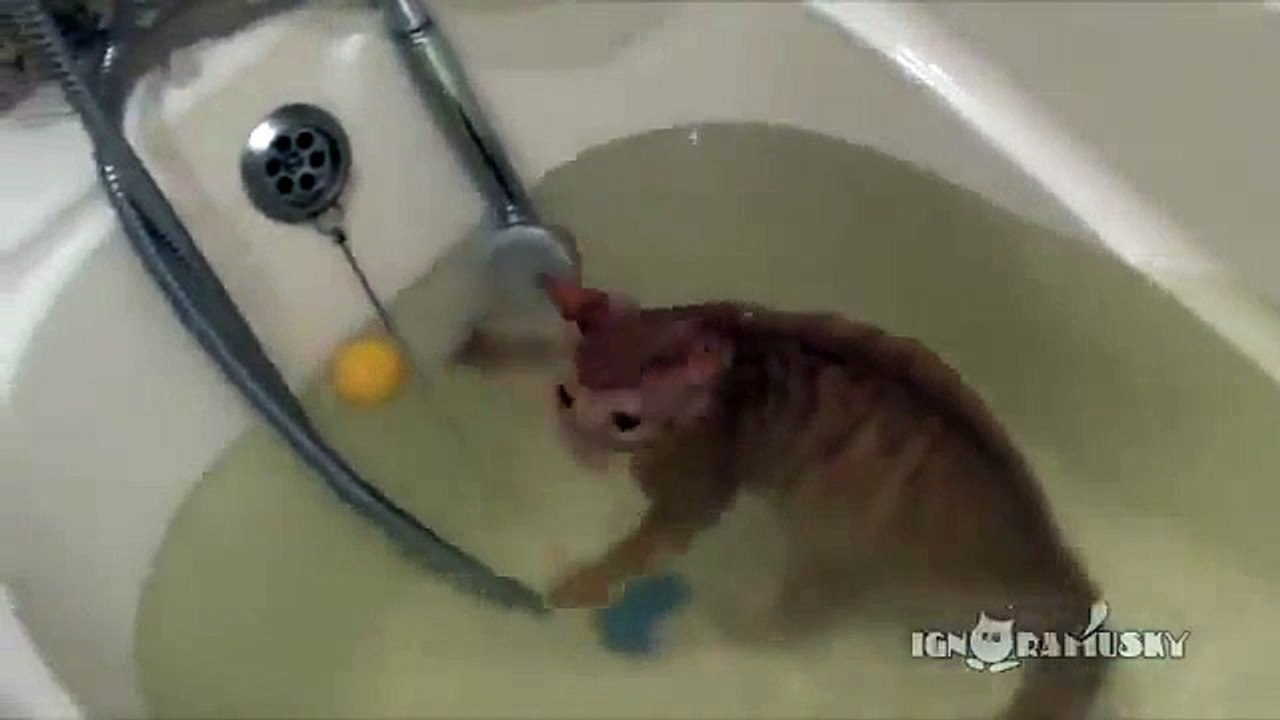 Ginger 고양이를 가진 기쁨을 bath
