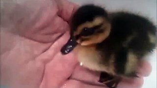 Duckling Doesn't Like to Be Alone in Water