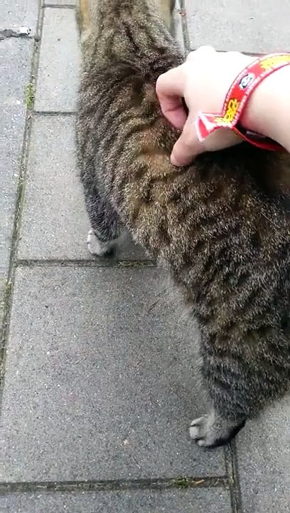 Neighbourhood cat.