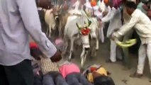 Men Prayed cows during Religios festival in India