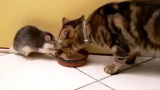 Get out the bowl! (Real Life Tom and Jerry)