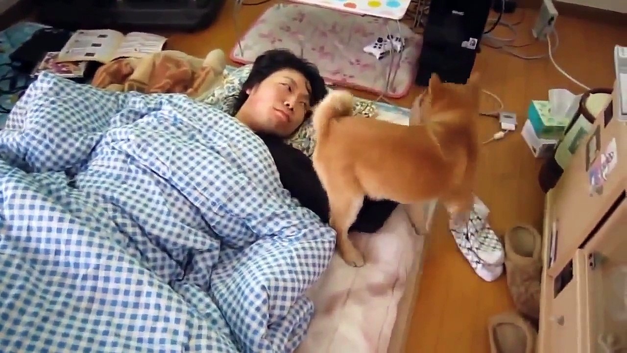 Des Vidéos drôles de Chiens Et de Chats 2015 animaux Mignons compilation 2015